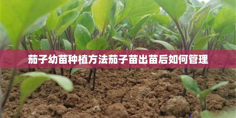 茄子幼苗种植方法茄子苗出苗后如何管理