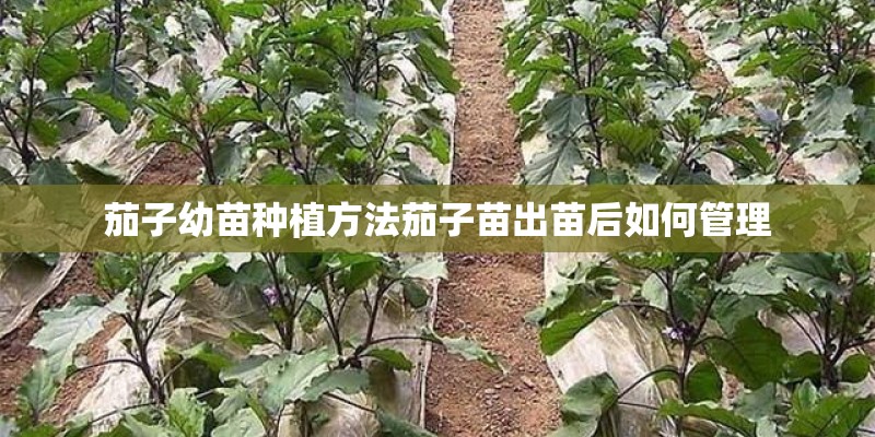 茄子幼苗种植方法茄子苗出苗后如何管理