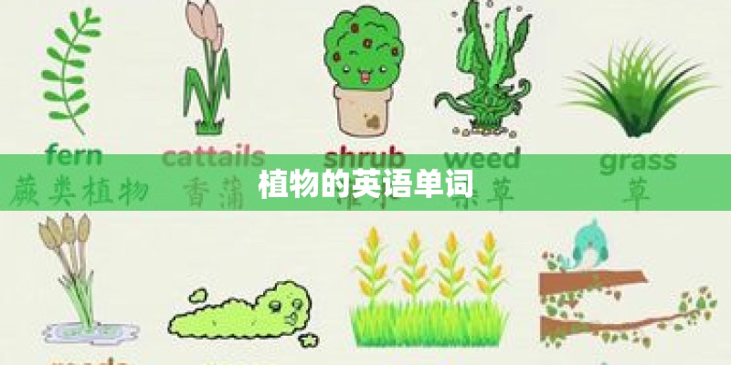 植物的英语单词
