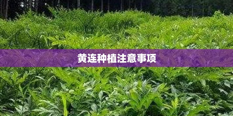 黄连种植注意事项