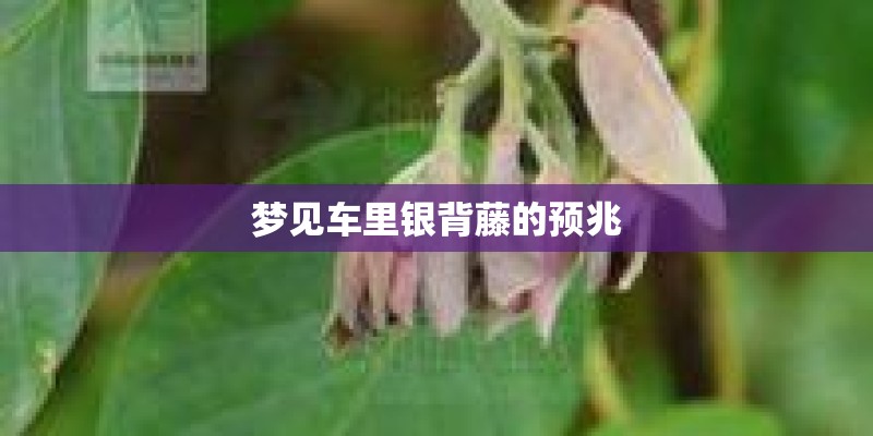 梦见车里银背藤的预兆