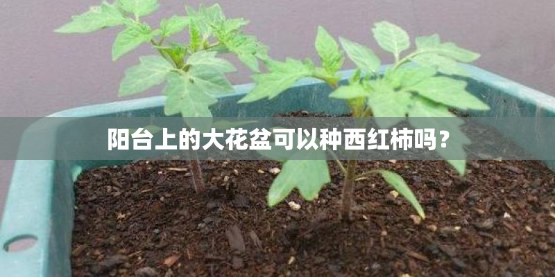 阳台上的大花盆可以种西红柿吗？