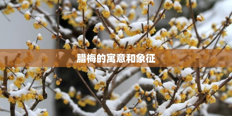 腊梅的寓意和象征